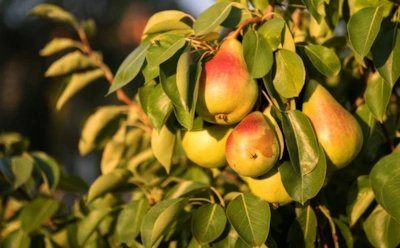 Как повлиять на сладость груши: посадите рядом эти цветы — они превратят плоды в мед