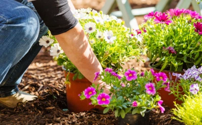 Март открывает сезон посадок: культуры и цветы, которые лучше всего сеять в начале весны