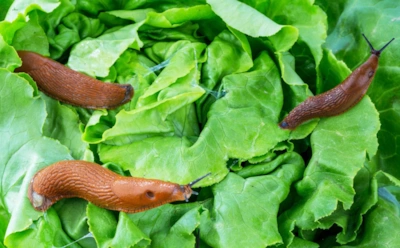 Слизни идут в атаку в сырую погоду: этот настой остановит ночной «налет» на грядки