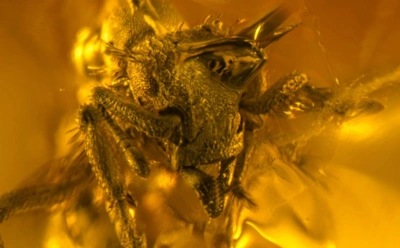 Древнейшая королева муравьев: как янтарь из Карибского бассейна сохранил редкое насекомое
