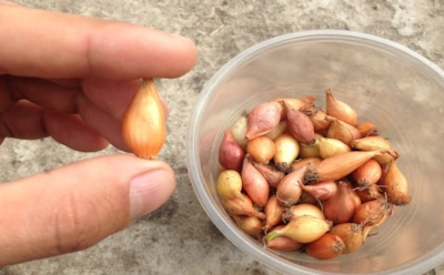 Так лук не сгниет и не уйдет в стрелку: что важно сделать с севком перед посадкой