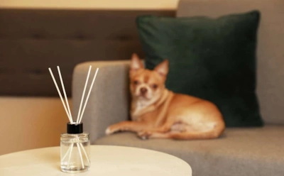 Эти ароматы ненавидят ваши питомцы: какие эфирные масла нельзя использовать дома