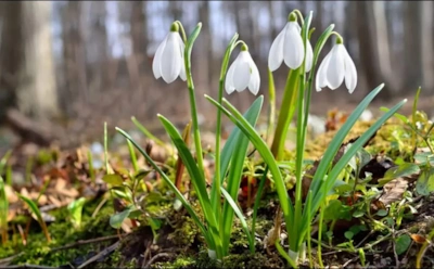 Они не боятся ни снега, ни последнего мороза: эти цветы первыми открывают сезон