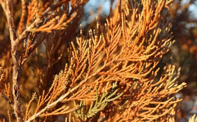 Если можжевельник вдруг начал желтеть: проверьте корни, прежде чем искать болезни