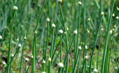Лук растет, но урожая нет: какие условия на грядке мешают формированию головок