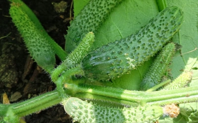 Когда в одном узле по десятку огурцов: как правильно выращивать пучковые сорта