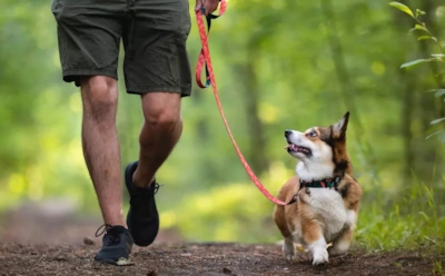 Увы, но ошейники от клещей бесполезны: чем на самом деле защищать собак в сезон опасных кровососов