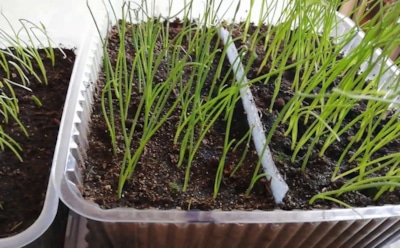 Как вырастить крупный лук: откажитесь от севка в пользу этой альтернативной голландской технологии