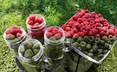 Плоды, которые работают на организм: 5 самых полезных ягод — суперфуд для иммунитета и тонуса