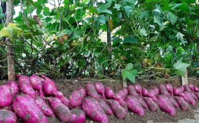 Если колорадский жук съедает все: эти культуры способны заменить картофель на огороде