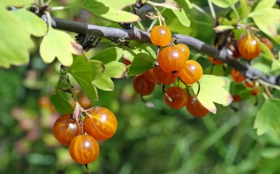 Золотистая смородина — новое дачное открытие: как она переносит жару, морозы и какой дает урожай