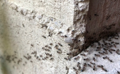 Если весной дом заполонили муравьи: как грамотно перекрыть их лазейки — помогут соль и сода