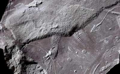 След древнего ящера удивил ученых: отпечаток возрастом 295 млн лет оказался уникальным