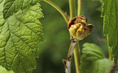 Этот вредитель прячется в почках смородины: как распознать опасного клеща и не потерять половину куста