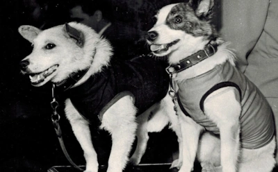 По этой причине собаки больше не летают в космос: почему сегодня на орбиту отправляют только грызунов