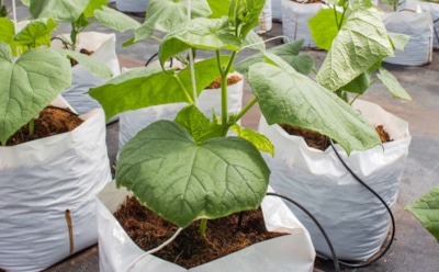 Такие огурцы растут даже на бетоне: способ посадки в мешках, который даст урожай в любом углу