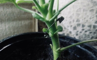 Если герань упрямо не цветет: как заставить куст выпустить бутоны при помощи обычной булавки