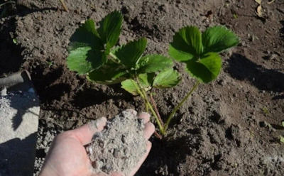 Поспешите помочь клубнике: как первая весенняя подкормка влияет на размер и сладость ягод