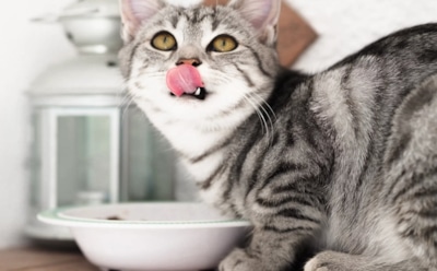 Если ваша кошка ест только желе из корма: почему она игнорирует кусочки и когда стоит насторожиться