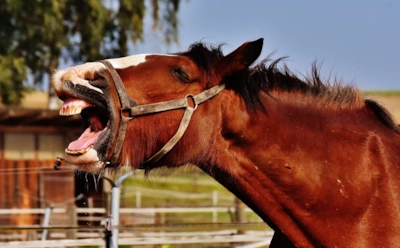 Как на самом деле ржут лошади: в их голосе спрятан необычный природный механизм