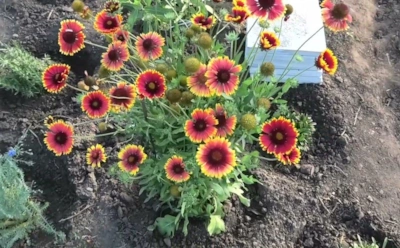 Эти цветы снова возвращаются в сады: самые неприхотливые растения, которые цветут все лето