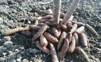 Для чего дачники собирают шишки весной: простой способ защитить почву и корни за 0 рублей