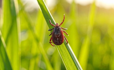 Клещи ненавидят этот запах: природные репелленты, которые помогут защитить участок