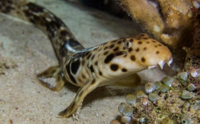 Как «ходячие» акулы поразили биологию: размножение хищников оказалось энергосберегающим