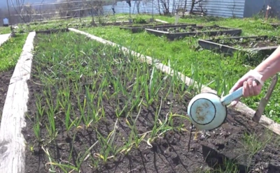 Крупные головки чеснока — не случайность: этот раствор помогает ускорить его рост и развитие