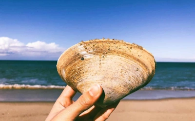 Почему море выбрасывает ракушки: как природа наделила их удивительной судьбой