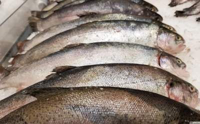 Дикая и фермерская рыба отличаются сильнее, чем кажется: что скрывается за цветом филе