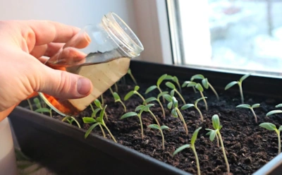 Перед пикировкой многие делают это зря: ошибки, которые могут ослабить рассаду