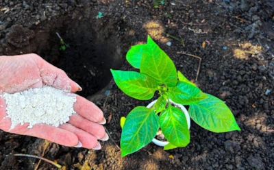 Зачем в лунку для перца кладут специи: для чего огородники добавляют корицу и лавровый лист