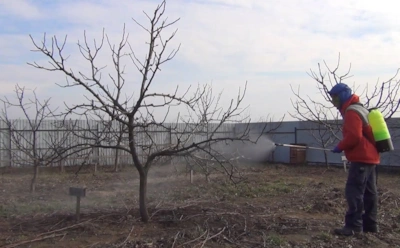 Не опрыскивайте яблони весной: почему купорос не спасает от парши и что действительно работает