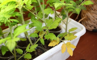 Так томаты сигналят о проблеме: 3 частые причины, из-за которых рассада начинает желтеть