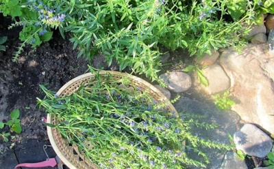 Весной не растет ничего, кроме этих культур: 8 многолетников, которые не требуют ухода и стабильно дают урожай