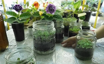 Обычные стаканчики — враг рассады: почему томаты вытягиваются и теряют силу