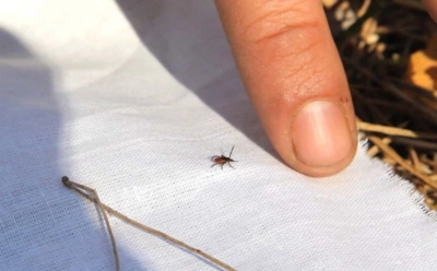 Эти запахи отпугивают клещей: простые средства, которые можно найти даже в лесу