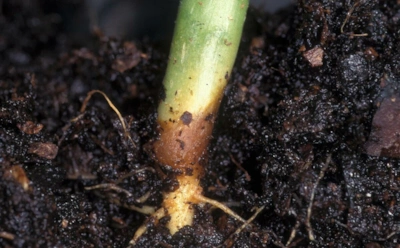 Этот недочет при посеве губит всходы: как правильно подготовить грунт против черной ножки