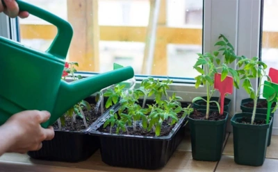 Вы губите рассаду таким поливом: ошибка с водой, которая уничтожает до 90% томатов