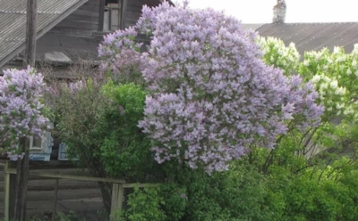 Сажают ради красоты — жалеют годами: эти растения разрушат ваш участок и даже дом