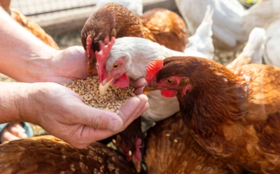 Если куры плохо несутся весной: эта смесь за копейки вернет яйценоскость уже через 5 дней