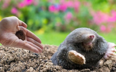 Вы гоните крота с участка неправильно: избавиться от него можно без ядов, но придется изменить подход