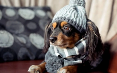 Собака трясется без причины — это миф: как на самом деле работает терморегуляция у мелких пород