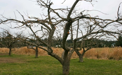 Старые яблони спасет только это: раствор с мочевиной, который уничтожает паршу и вредителей