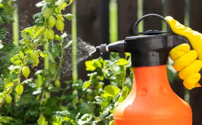 Болезни крыжовника отступят: этот защитный раствор из горчицы и корицы спасает даже от вредителей