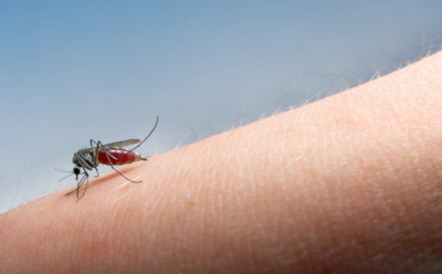 Комары не всегда пили кровь человека: когда и почему кровососы выбрали именно нас