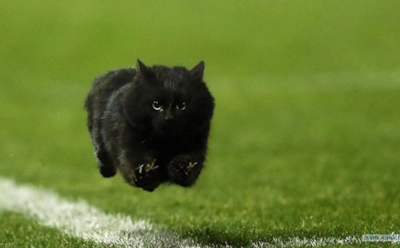 Ночные забеги и прыжки без причины: что меняется в гормонах и поведении кошки с приходом весны