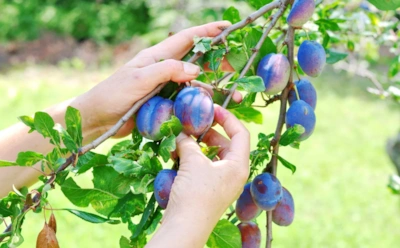 Посадите это рядом — и слива станет слаще: какие удачные соседи приумножат урожай