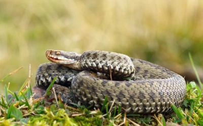 Первая реакция решает все: эти действия после укуса гадюки действительно спасут вам жизнь